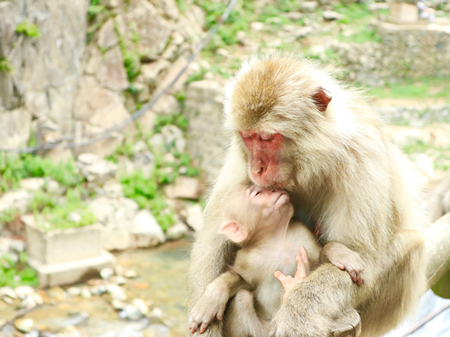 Jigokudani Monkey Park 